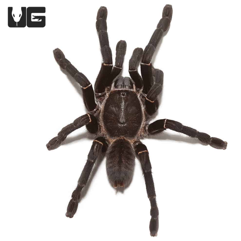 Thai Black Tarantulas (cyriopagopus minax) For Sale - Underground Reptiles