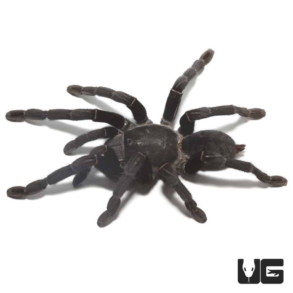 Thai Black Tarantulas (cyriopagopus minax) For Sale Underground Reptiles
