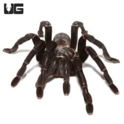 Thai Black Tarantulas (cyriopagopus minax) For Sale - Underground Reptiles