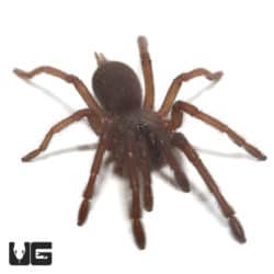 Vietnam Electric Blue Earth Tiger Tarantula (Chilobrachys sp) For Sale - Underground Reptiles