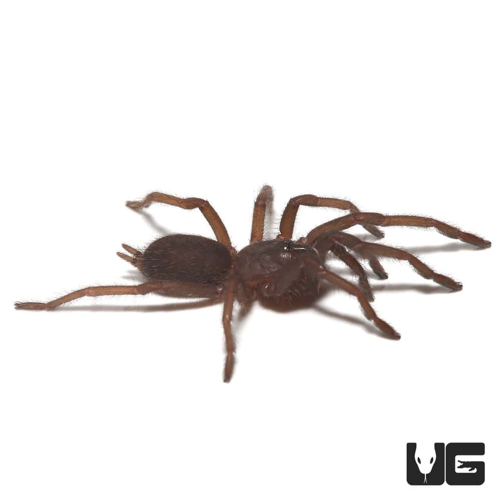 Vietnam Electric Blue Earth Tiger Tarantula (Chilobrachys sp) For Sale