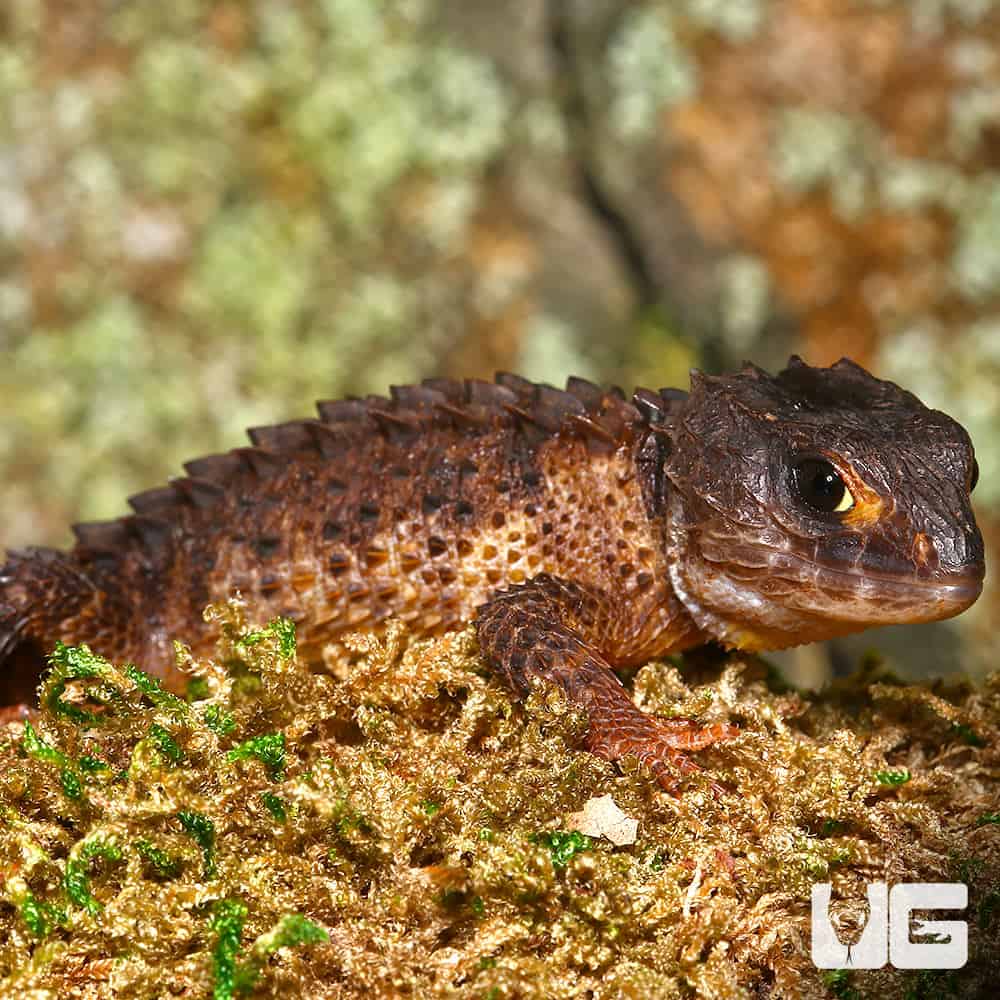 White Eyed Crocodile Skinks Triblonotus Novaeguineae For Sale