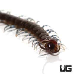 Nigerian Blue Leg Centipedes ( ) For Sale - Underground Reptiles