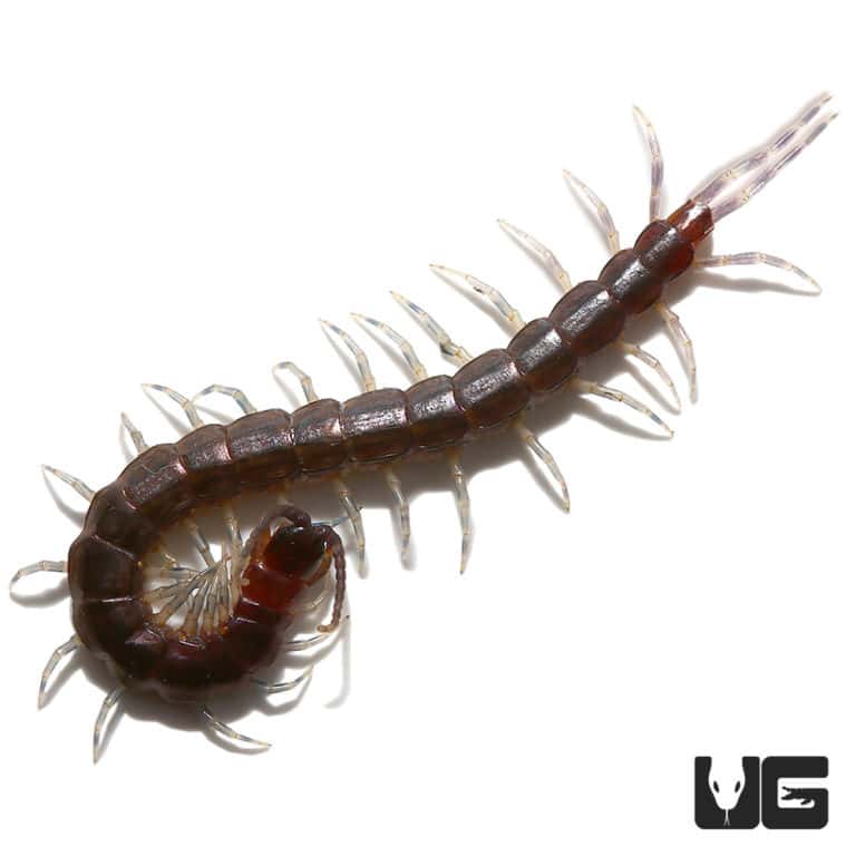 Long Tailed Centipedes For Sale - Underground Reptiles