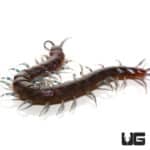 Nigerian Blue Leg Centipedes ( ) For Sale - Underground Reptiles