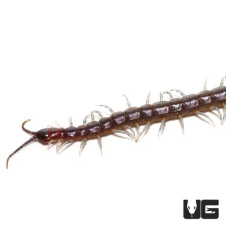 Nigerian Blue Leg Centipedes ( ) For Sale - Underground Reptiles