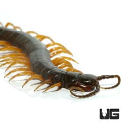 Nigerian Giant Centipedes ( ) For Sale - Underground Reptiles