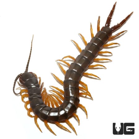 Nigerian Giant Centipedes ( ) For Sale - Underground Reptiles