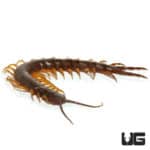 Nigerian Giant Centipedes ( ) For Sale - Underground Reptiles