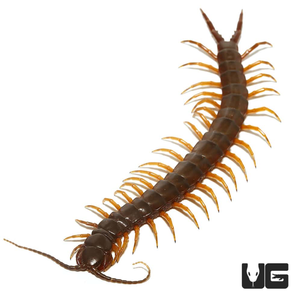 Long Tailed Centipedes For Sale - Underground Reptiles