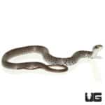 Black Racers (Coluber constrictor priapus) For Sale - Underground Reptiles