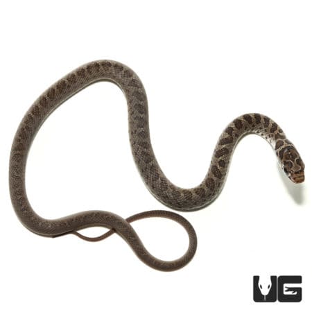 Black Racers (Coluber constrictor priapus) For Sale - Underground Reptiles