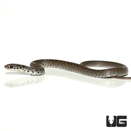 Black Racers (Coluber constrictor priapus) For Sale - Underground Reptiles