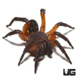 Orange Armored Trapdoor Spider (Liphistius Sp. Khao Luang Orange) For Sale - Underground Reptiles