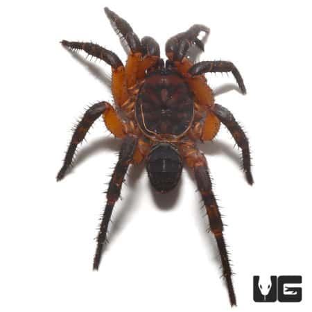 Orange Armored Trapdoor Spider (Liphistius Sp. Khao Luang Orange) For Sale - Underground Reptiles