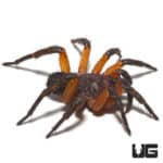 Orange Armored Trapdoor Spider (Liphistius Sp. Khao Luang Orange) For Sale - Underground Reptiles