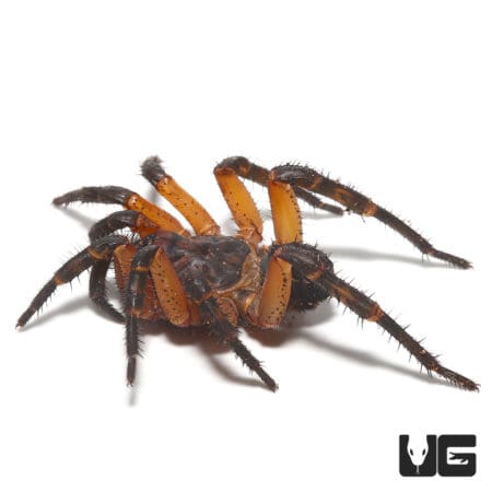Orange Armored Trapdoor Spider (Liphistius Sp. Khao Luang Orange) For Sale - Underground Reptiles