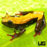 https://undergroundreptiles.com/wp-content/uploads/2022/08/ug_polka_dot_reed_frog_4.jpg