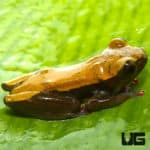 https://undergroundreptiles.com/wp-content/uploads/2022/08/ug_polka_dot_reed_frog_4.jpg