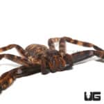 Purple Huntsman Spider (Herteropoda Lunula) For Sale - Underground Reptiles