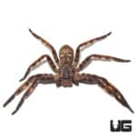 Purple Huntsman Spider (Herteropoda Lunula) For Sale - Underground Reptiles