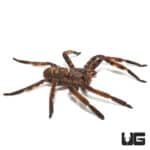 Purple Huntsman Spider (Herteropoda Lunula) For Sale - Underground Reptiles