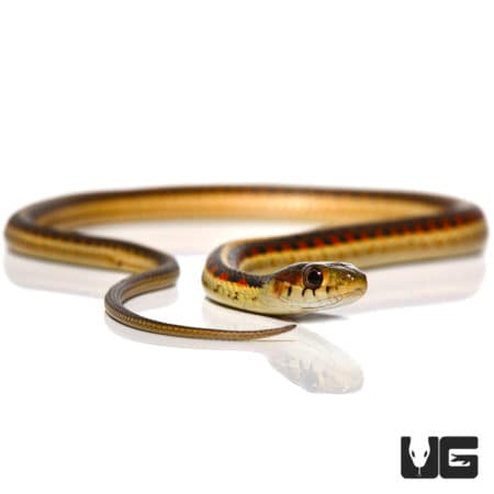 Red-Sided Garter Snakes (Thamnophis sirtalis fitchi) For Sale - Underground Reptiles