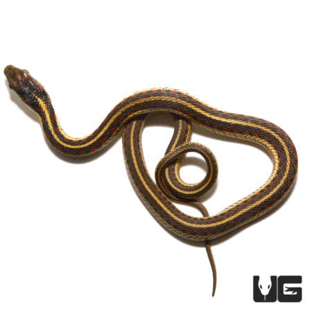 Red-Sided Garter Snakes (Thamnophis sirtalis fitchi) For Sale - Underground Reptiles