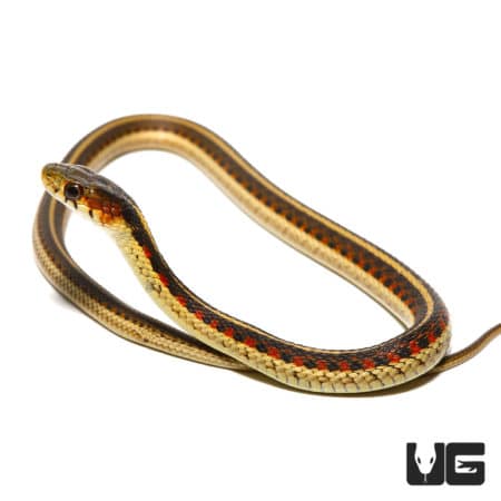 Red-Sided Garter Snakes (Thamnophis sirtalis fitchi) For Sale - Underground Reptiles