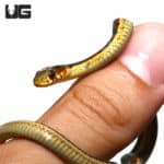 Red-Sided Garter Snakes (Thamnophis sirtalis fitchi) For Sale - Underground Reptiles