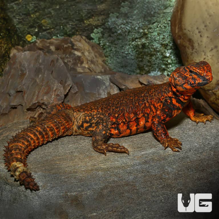 Red Uromastyx (Uromastyx geyri) For Sale - Underground Reptiles