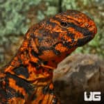Red Uromastyx (Uromastyx geyri) For Sale - Underground Reptiles