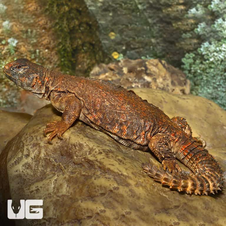 Red Uromastyx Uromastyx Geyri For Sale Underground Reptiles