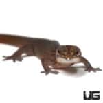 Florida Reef Geckos (Sphaerodactylus notatus notatus) For Sale - Underground Reptiles