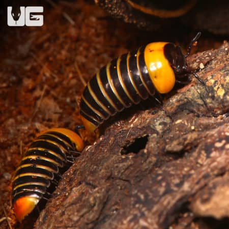 Rubber Ducky Pill Millipede (Hyleoglomeris Sp. Ducky) For Sale - Underground Reptiles