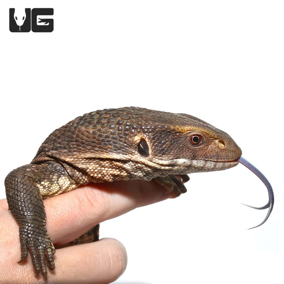 Lizards For Sale Underground Reptiles