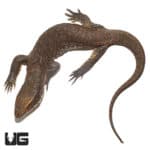 Savannah Monitors (Varanus exanthematicus) For Sale - Underground Reptiles