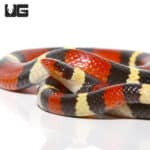 Scarlet Kingsnakes (Lampropeltis triangulum elapsoides) For Sale - Underground Reptiles