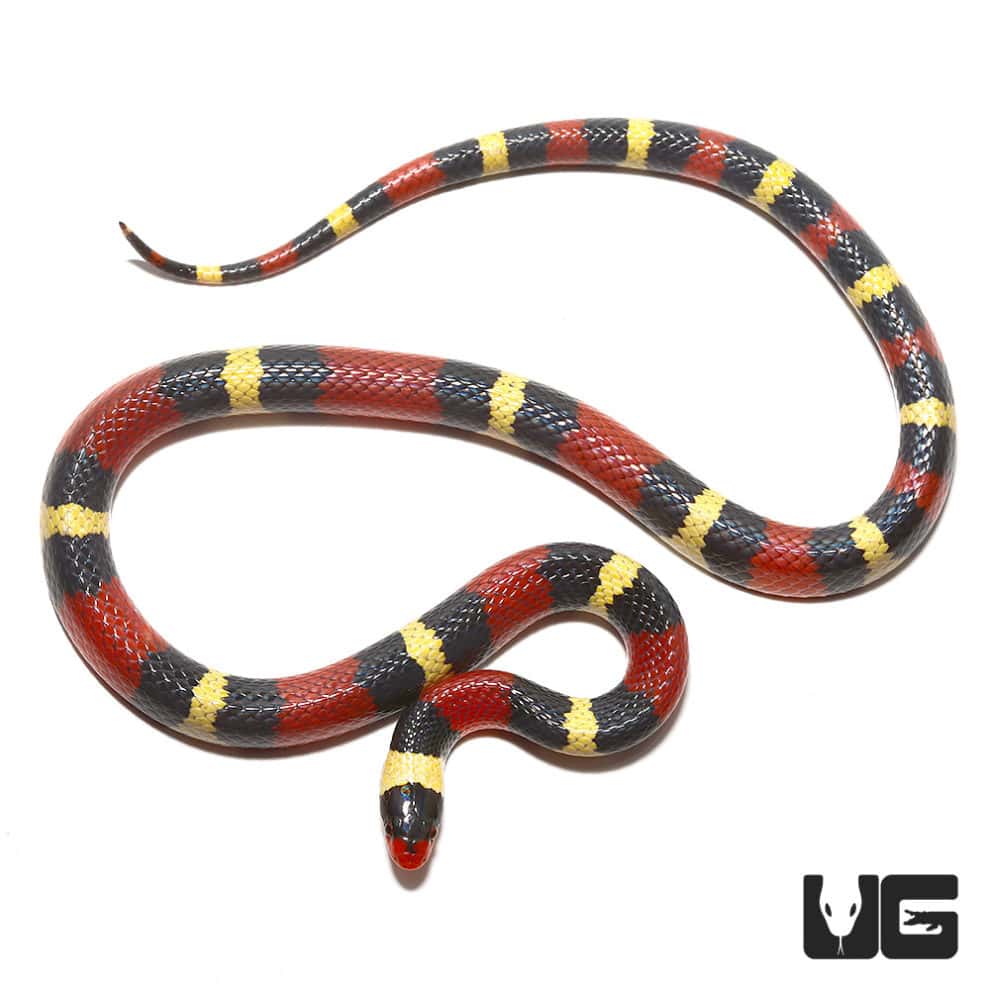 Scarlet Kingsnakes For Sale Underground Reptiles