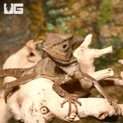 Smooth Helmeted Iguanas (Corytophanes cristatus) For Sale - Underground Reptiles
