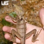 Smooth Helmeted Iguanas (Corytophanes cristatus) For Sale - Underground Reptiles
