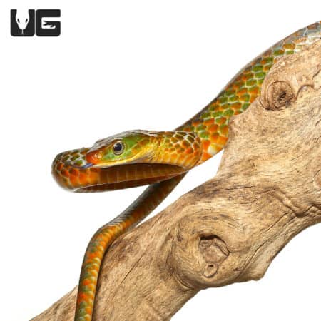 Tri Color Smooth Machete Snake (Chironius scurrulus) For Sale - Underground Reptiles