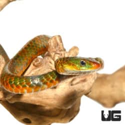 Tri Color Smooth Machete Snake (Chironius scurrulus) For Sale - Underground Reptiles