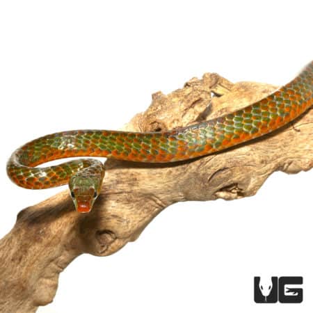 Tri Color Smooth Machete Snake (Chironius scurrulus) For Sale - Underground Reptiles