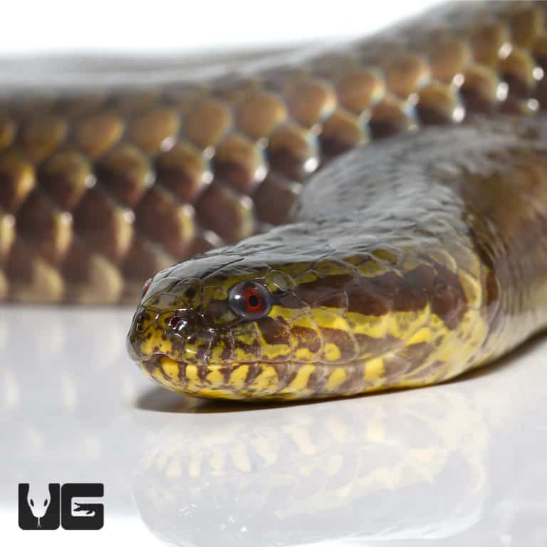 South American Pond Snake (Pseudoeryx plicatilis) For Sale