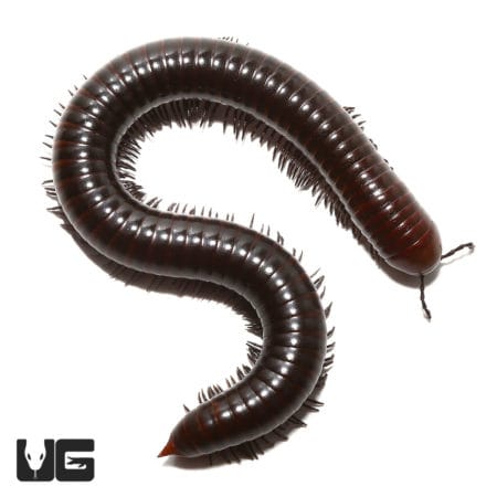 Spike Tail Millipede (Thyropygus Allevatus) For Sale - Underground Reptiles