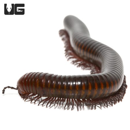 Spike Tail Millipede (Thyropygus Allevatus) For Sale - Underground Reptiles