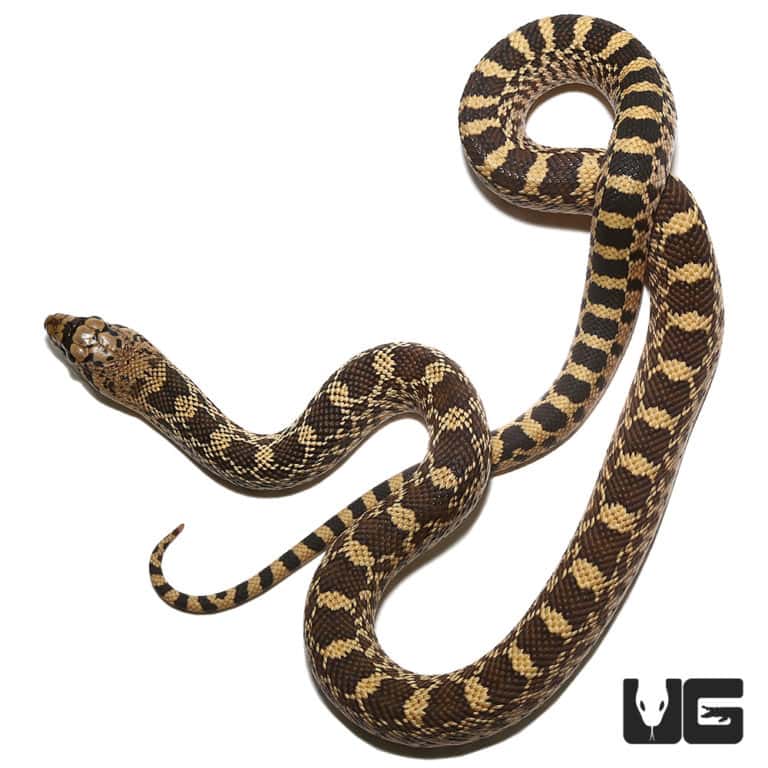 Baby Sonoran Gopher Snakes For Sale - Underground Reptiles