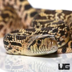 Stillwater Bull Snakes (Pituophis catenifer sayi) For Sale - Underground Reptiles
