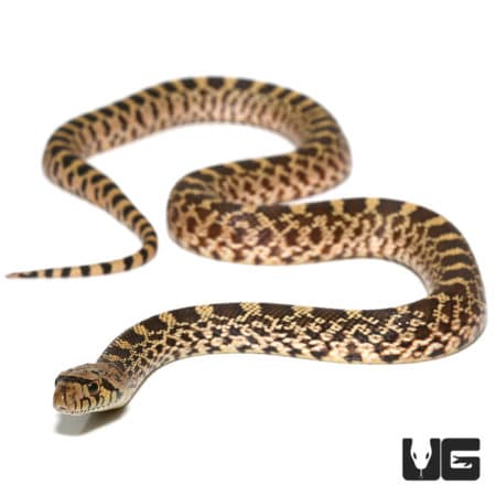 Stillwater Bull Snakes (Pituophis catenifer sayi) For Sale - Underground Reptiles